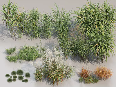Diverse Garden Grasses and Herbaceous Plants with Natural Green Foliage for Landscaping 3d model