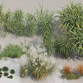 Diverse Garden Grasses and Herbaceous Plants with Natural Green Foliage for Landscaping