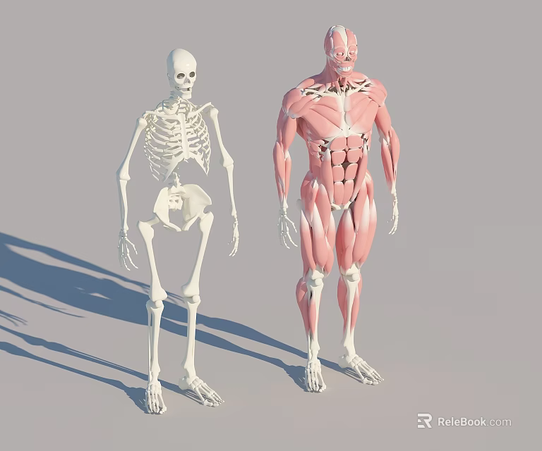 Detailed Educational Human Anatomy Models With Skeleton And Muscular System 3d model 