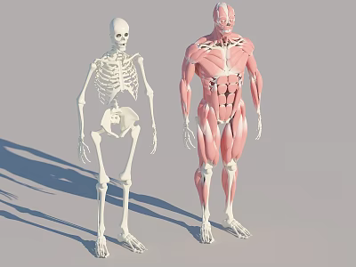 Detailed Educational Human Anatomy Models With Skeleton And Muscular System 3d model
