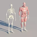 Detailed Educational Human Anatomy Models With Skeleton And Muscular System