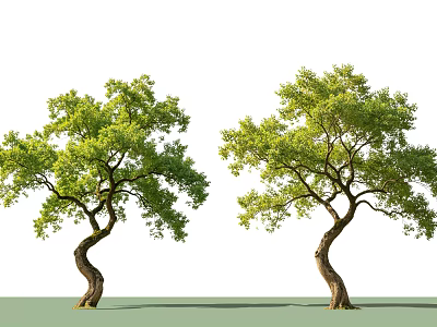 Two Curved Trunk Arbor Trees With Lush Green Leaves In Natural Form 3d model