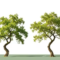 Two Curved Trunk Arbor Trees With Lush Green Leaves In Natural Form