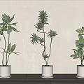 Three Indoor Bonsai Potted Plants with Natural Green Foliage in White Pots