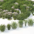 Green Grass Herbs and Purple Flower Blooms in Natural Garden Landscape Design