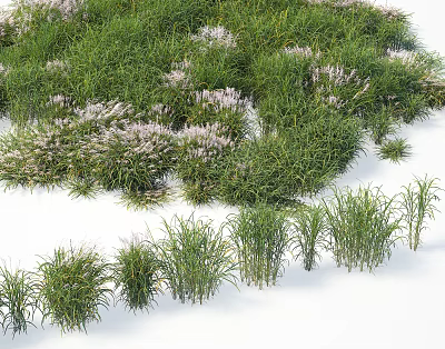 Green Grass Herbs and Purple Flower Blooms in Natural Garden Landscape Design 3d model