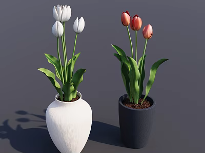 Blooming White and Pink Tulips in Textured White and Black Ceramic Vases with Green Leaves 3d model