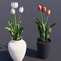 Blooming White and Pink Tulips in Textured White and Black Ceramic Vases with Green Leaves