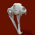 White Animal Skull Model Medical Device for Anatomical Education and Research