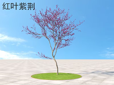 Red Leaf Bauhinia Tree With Purple Blossoms On Circular Grassy Patch Against Blue Sky 3d model