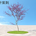 Red Leaf Bauhinia Tree With Purple Blossoms On Circular Grassy Patch Against Blue Sky
