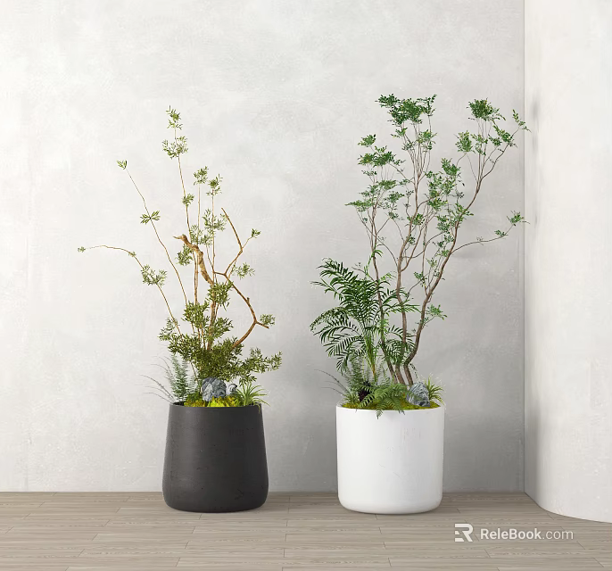 Bonsai Potted Plants in Black and White Pots for Indoor Corner with Fresh Green Foliage 3d model 