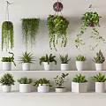 Indoor Hanging and Shelf Potted Plants with White Pots and Green Foliage