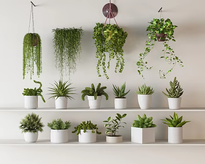 Indoor Hanging and Shelf Potted Plants with White Pots and Green Foliage 3d model