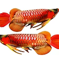 Two Red and Gold Arowana Aquatic Animals With Vibrant Scales And Colorful Fins
