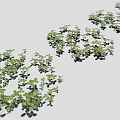 Green Clover Shaped Leaf Seedlings Densely Growing With Shadows On Gray Background 3d model