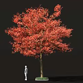 Tall Arbor Tree with Red Autumn Foliage Brown Trunk and Detailed Leaves Against Black Background