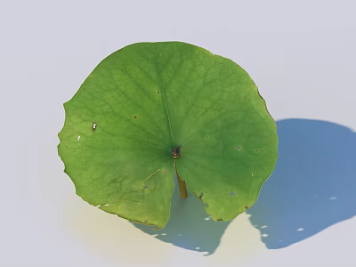 Green Lotus Leaf With Veins Serrated Edges Central Spot And Shadow On Light Background 3d model