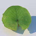 Green Lotus Leaf With Veins Serrated Edges Central Spot And Shadow On Light Background
