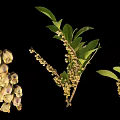 Fresh Plant Branches With White Flowers Green Leaves And Small Buds