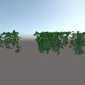 Lush Green Hanging Vines With Natural Foliage For Decorative Garden Use