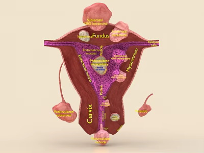Anatomical Themed Decorative Ornament Set With Labeled Body Structure Details 3d model