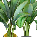 Beautiful Potted Plants With Large Green Leaves In Stylish Decorative Pots