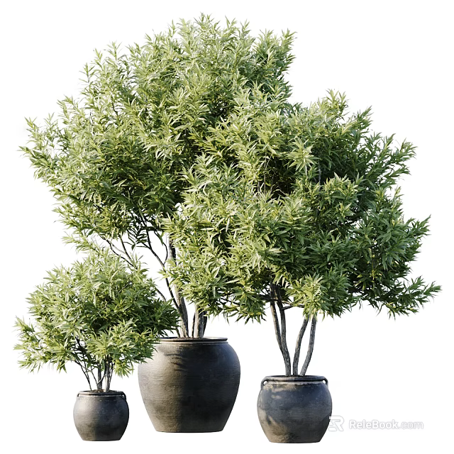 Bonsai Potted Plants With Lush Green Foliage In Different Sizes Ceramic Pots 3d model 