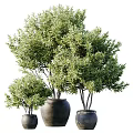 Bonsai Potted Plants With Lush Green Foliage In Different Sizes Ceramic Pots