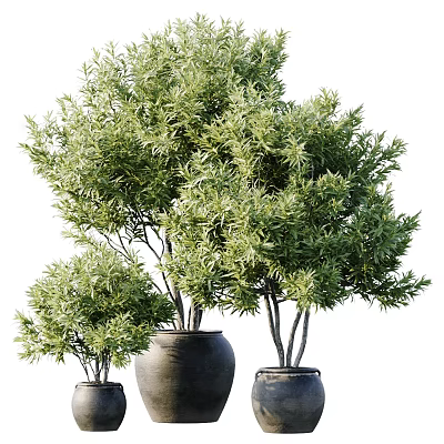 Bonsai Potted Plants With Lush Green Foliage In Different Sizes Ceramic Pots 3d model