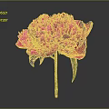 Vibrant Pink Peony Flower With Green Leaves And Stem On Dark Background