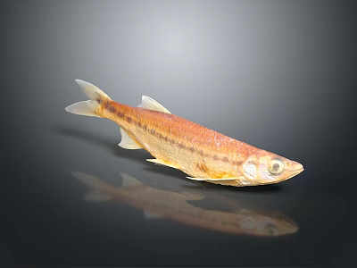 Shiny Orange And White Fish With Detailed Scales And Reflection On Dark Background 3d model