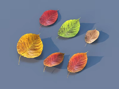 Colorful Autumn Leaves In Various Shades On Blue Background With Shadows 3d model