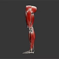 Human Leg Muscles Anatomical Structure 3D Rendered View With Red Muscles And White Bones 3d model