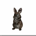 Cute Brown Rabbit Sitting With Front Paws Raised On Black Background