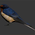 Vibrant Swallow with Blue Wings Orange Chest Perched on Dark Background