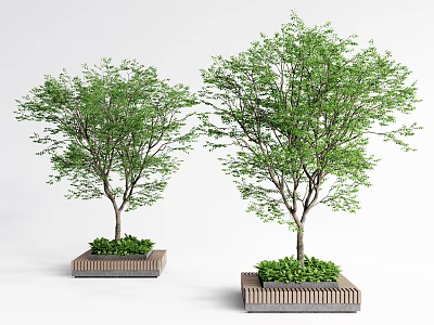 Two Lush Arbor Trees With Green Leaves Planted In Wooden Planters 3d model