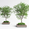 Two Lush Arbor Trees With Green Leaves Planted In Wooden Planters