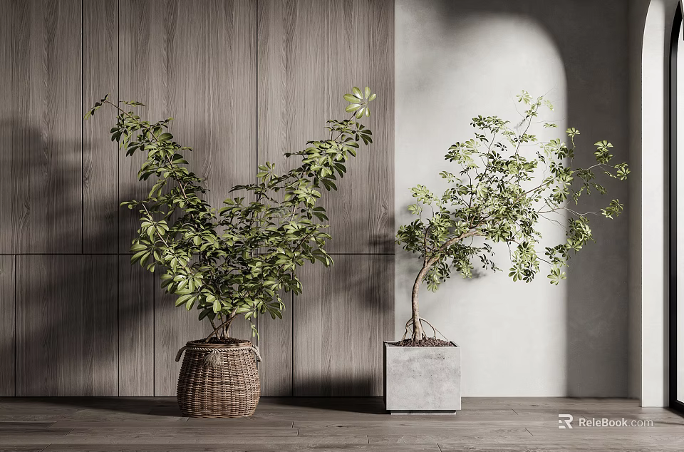 Bonsai Trees in Woven Basket and Concrete Pot by Wooden White Wall with Natural Light 3d model 
