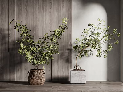 Bonsai Trees in Woven Basket and Concrete Pot by Wooden White Wall with Natural Light 3d model