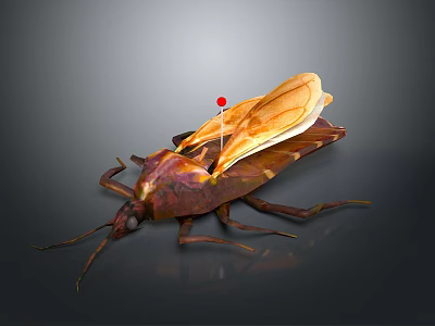 Detailed 3D Rendered Insect With Brown Body Transparent Wings And Red Dot On Gray Background 3d model