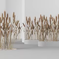 Golden Wheat Stalks Arranged On White Display Platforms In Minimalist Space