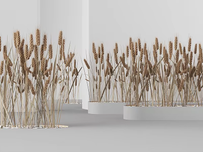 modern wheat reed flowers 3d model