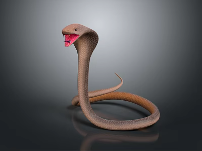 Hooded Brown Cobra Reptile With Open Mouth Coiled Body On Gray Background 3d model