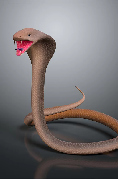Hooded Brown Cobra Reptile With Open Mouth Coiled Body On Gray Background 3d model