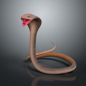 snake cobra venomous snake python reptile cold-blooded animal reptile 3d model