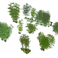 Various Bamboo Plants In Natural Garden Setting With Different Green Foliage