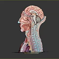 Human Head and Neck Anatomical Model Medical Device With Muscle Skeleton Organ Structure