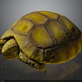 Close Up Of Yellow Orange Turtle With Detailed Shell Texture On Dark Background