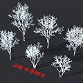 White Nanmu Arbor Winter Trees With Leafless Branches And Natural Shape 3d model